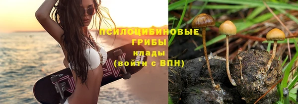 прущие грибы Бронницы